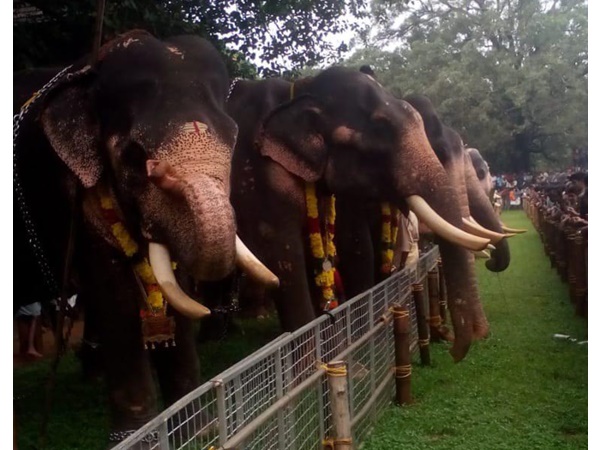 ആനയൂട്ടും