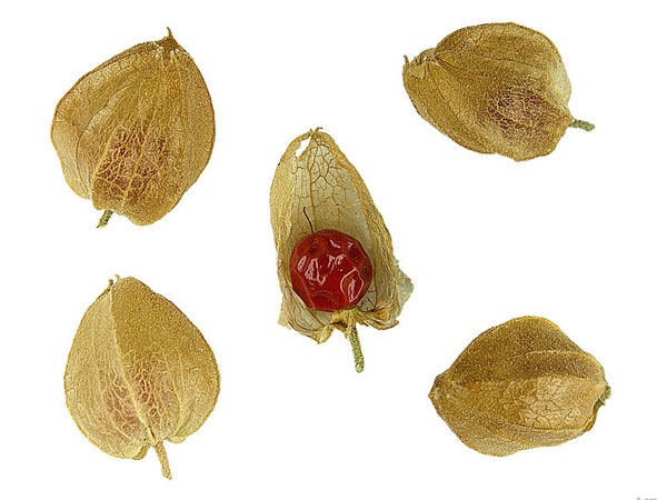 അമുക്കുരം
