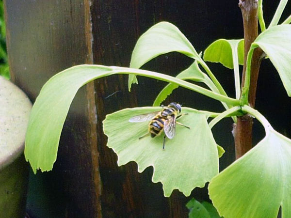 ജിംഗോ ബിലോബ