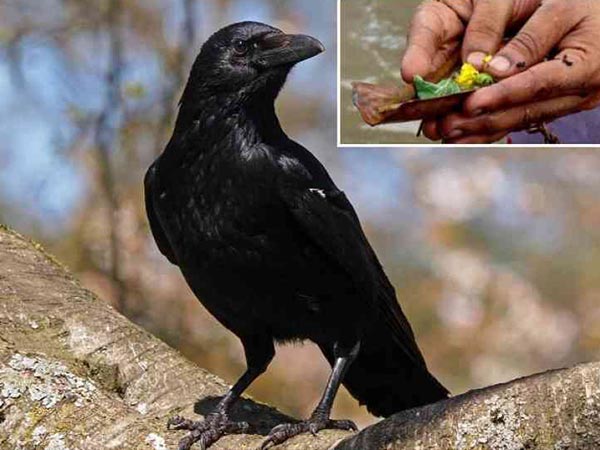 ഇല കൊഴിഞ്ഞ മരത്തില് കാക്കയുണ്ടെങ്കില്