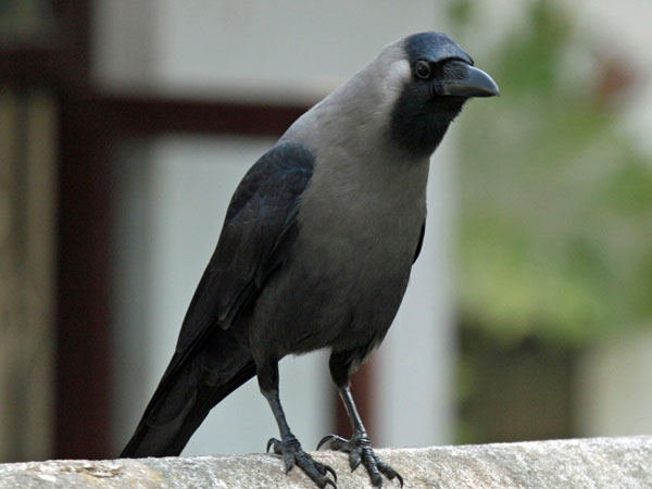 കാക്ക വെള്ളം കുടിക്കുന്നത്