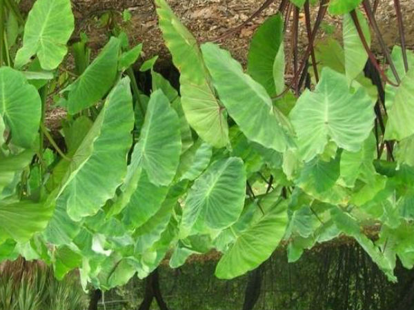 ഇലക്ട്രോളൈറ്റ് ബാലന്സ്