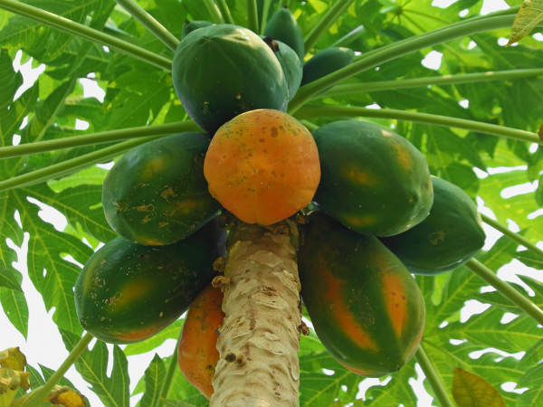 ദഹനപ്രക്രിയ