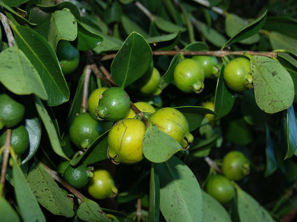 പേരയില