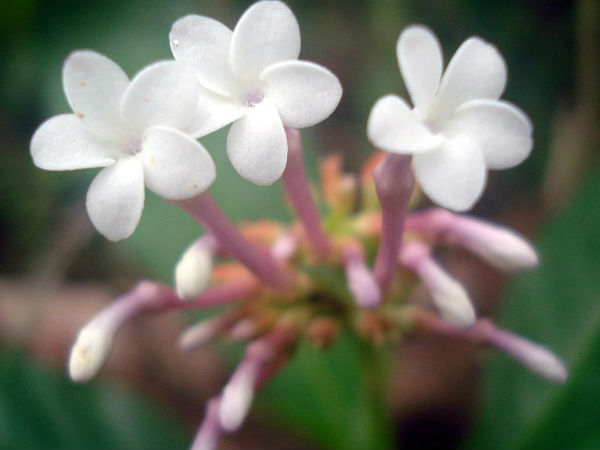 പ്രാണി കടിച്ചാല്