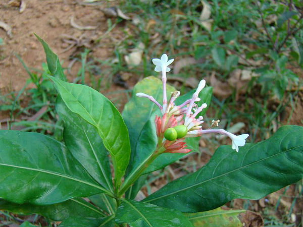 സര്പ്പ വിഷത്തിന് പരിഹാരം