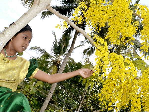കണിക്കൊന്ന