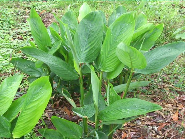 അലര്ജി