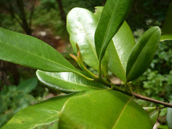 വായ്നാറ്റത്തിന് പരിഹാരം