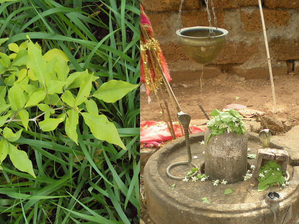 ശ്വസന സംബന്ധമായ