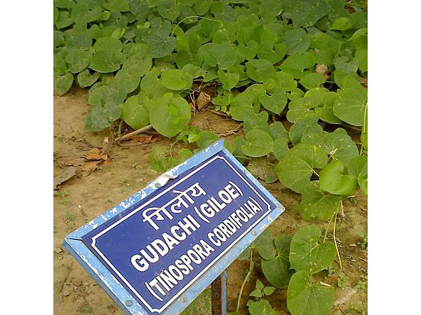 രക്തശുദ്ധിയ്ക്കും