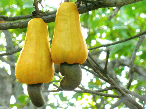 കൃമിശല്യത്തിന് പരിഹാരം