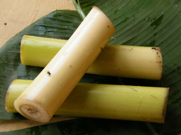 ഫൈബര്