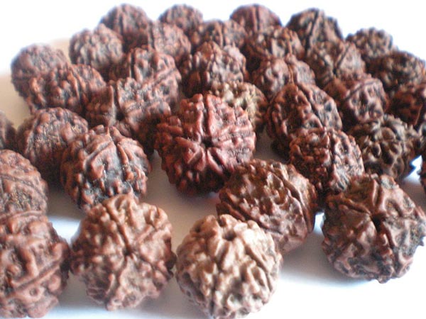 രുദ്രാക്ഷം