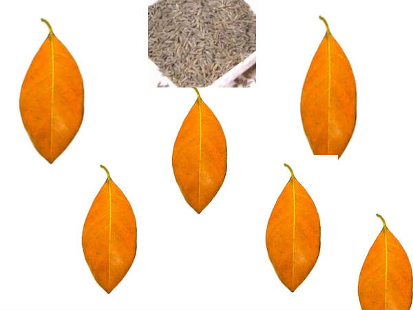 ജീരകത്തിനൊപ്പം പ്ലാവിലയുടെ ഞെട്ടും