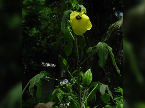 ഭക്ഷണത്തില് ഇങ്ങനെയെല്ലാം