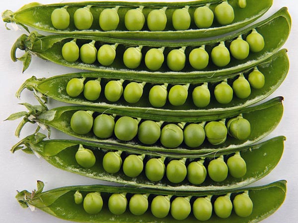 അമിതവണ്ണത്തിന് പരിഹാരം