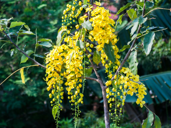 ചോതി