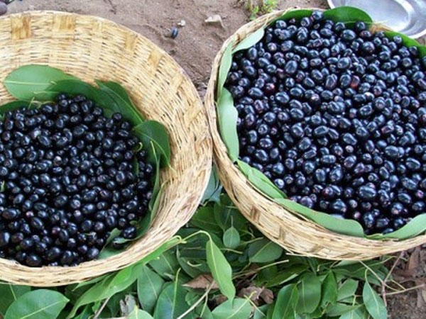 ക്യാന്സര് പരിഹാരം