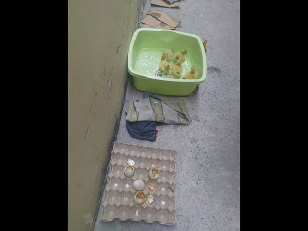 രണ്ട് ഡസന് മുട്ട