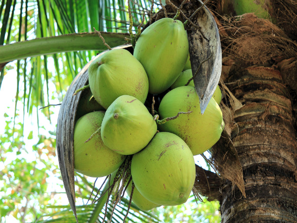 ഇളനീര്