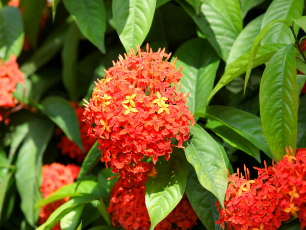 അശോകം
