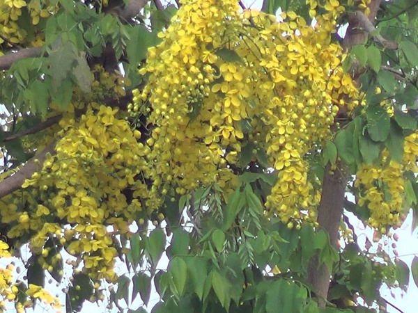 പുളിച്ച് തികട്ടല്