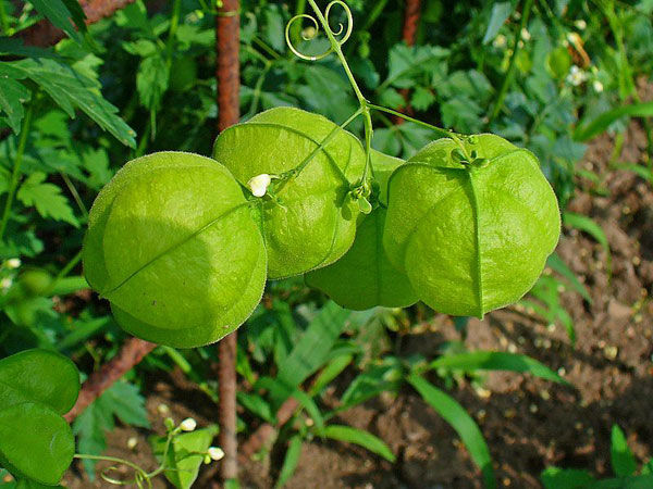 ആന്റി ഓക്സിഡന്റിന്റെ കലവറ