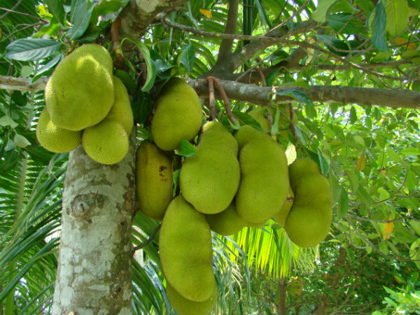 തടി കുറക്കാന്