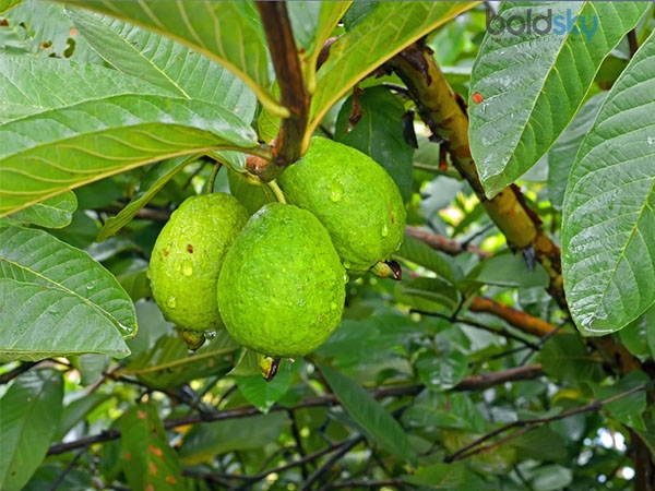 പേരയുടെ തളിരിലകളും