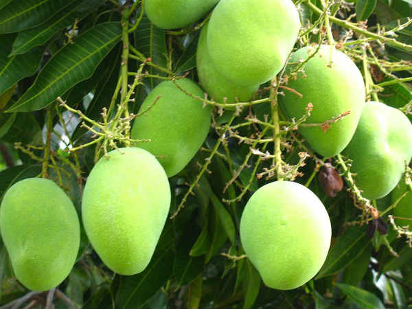 മാവ്
