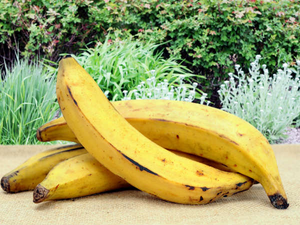 തടിക്കാന്