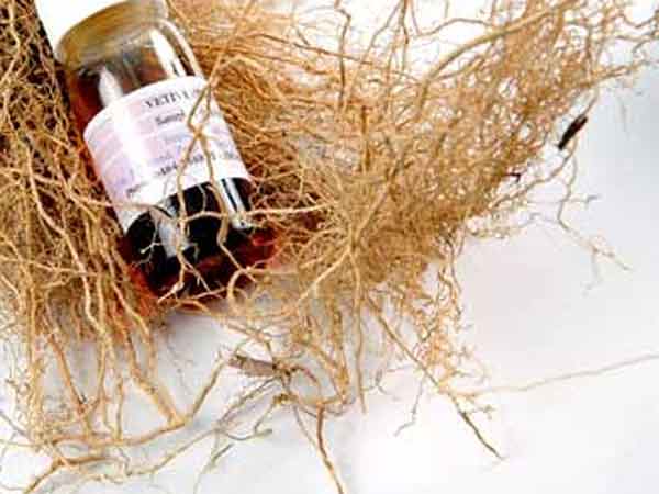 à´° à´®à´š à´š à´Žà´£ à´£ à´• à´³ à´• à´• à´® à´¨ à´ª à´¤ à´• à´• à´¨ à´± à´• à´Ÿ à´Ÿ Beauty Benefits Of Vetiver Oil Malayalam Boldsky