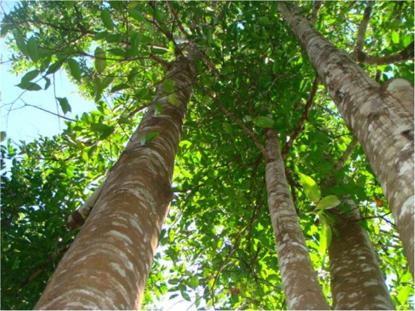 കൂവളം