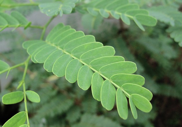 വാളന് പുളി