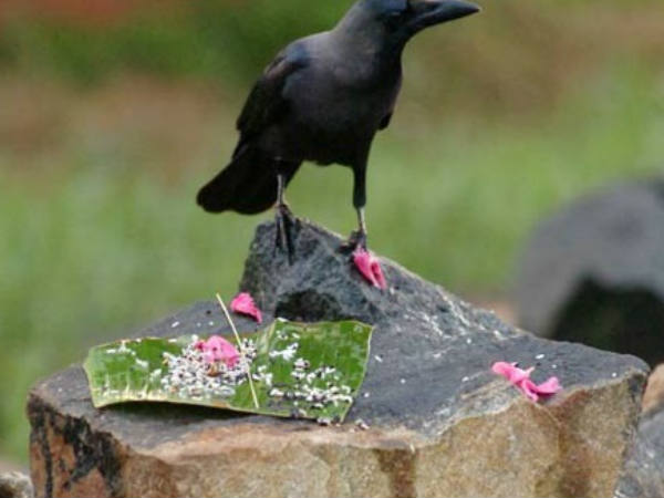 കാക്ക
