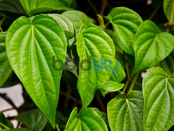വെറ്റിലയുടെ നേര്ത്ത അറ്റം