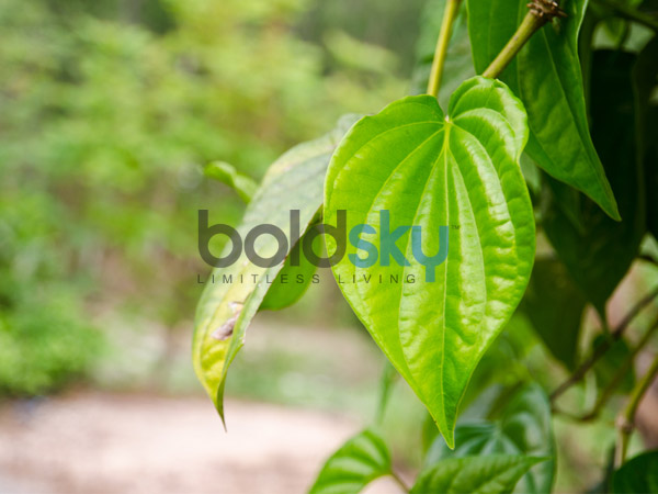 വീട്ടില് വെറ്റില