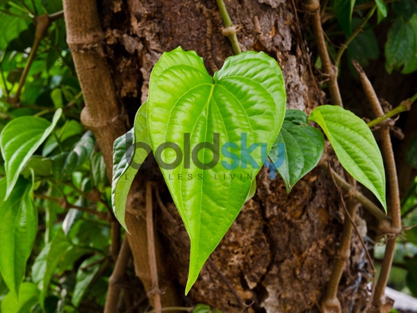ശുഭ കര്മകങ്ങള്ക്കു മുന്നോടിയായി