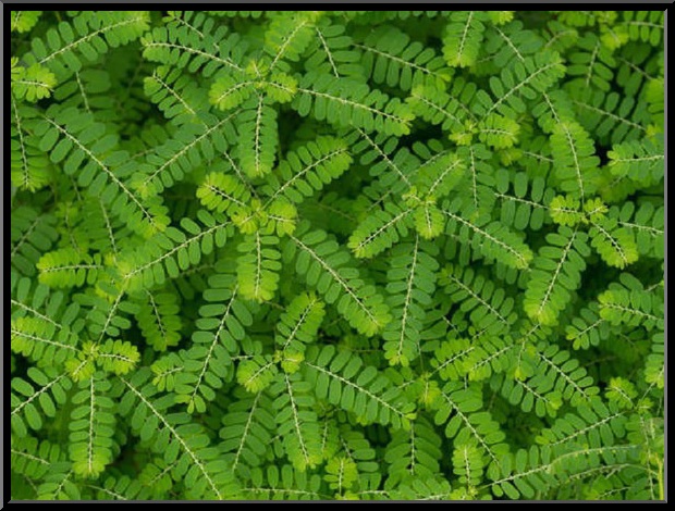 കീഴാര് നെല്ലി