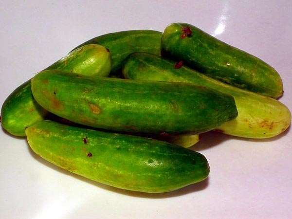 ഈ ചെടി ഭക്ഷണത്തില്