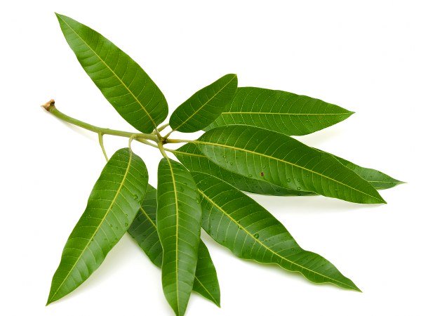 മാവില