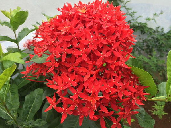 ക്ഷയരോഗത്തിന് പരിഹാരം