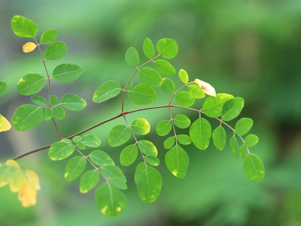 മറ്റൊരു കാരണം