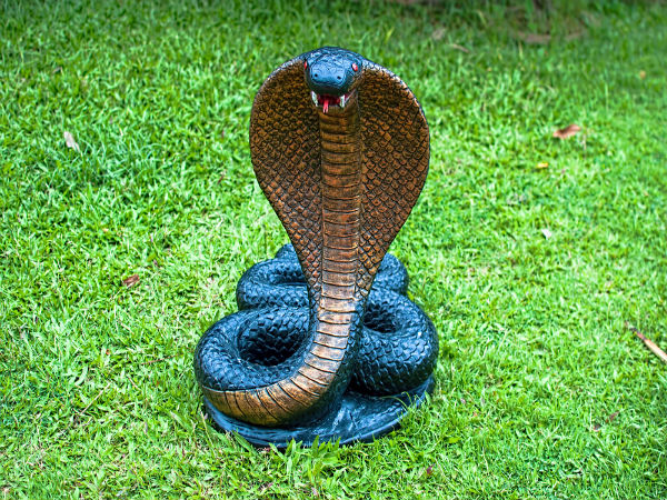 സര്പ്പ പൂജ