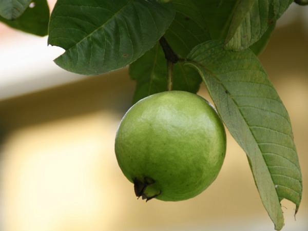 കൊളസ്ട്രോള്