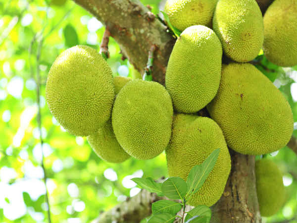ചക്ക