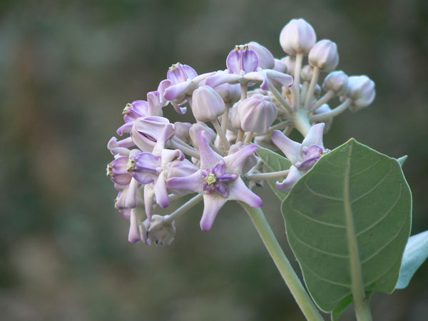 ആഭിചാര പ്രതിരോധം
