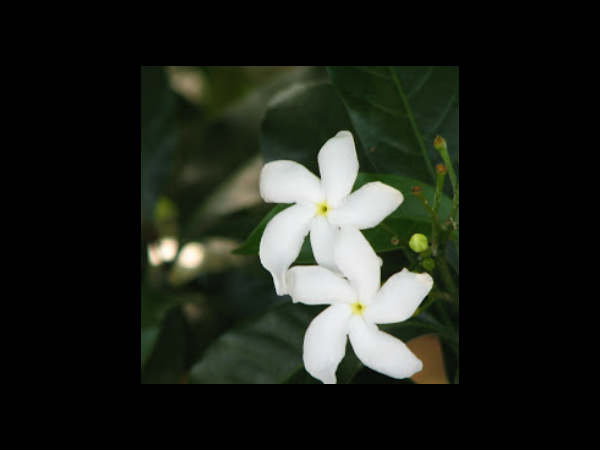 നന്ത്യാര് വട്ടം