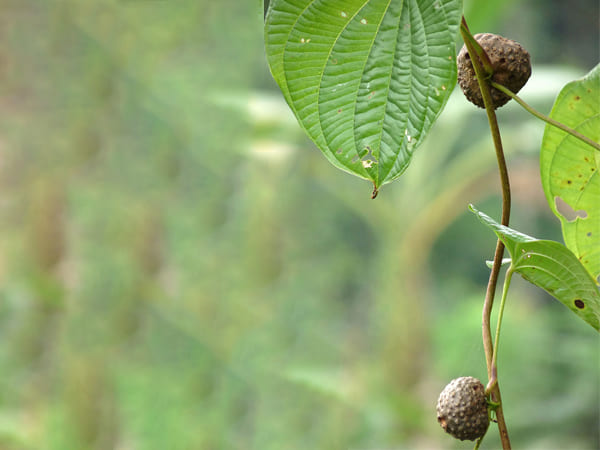 മൂക്കിൽ നിന്നുള്ള രക്തസ്രാവം